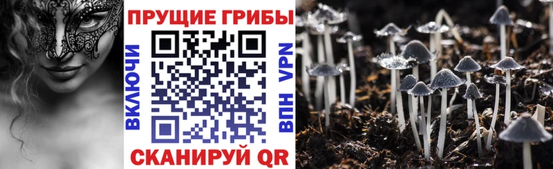 закладка  Северо-Курильск  Псилоцибиновые грибы GOLDEN TEACHER 
